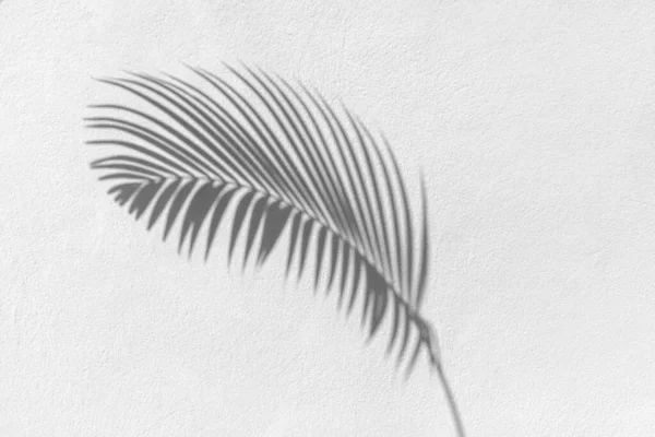 棕榈叶黑色阴影在白色纹理墙上 灰色热带叶反射光表面 抽象植物分枝阴影 夏季自然背景 单色自然花卉图案背景 图库照片