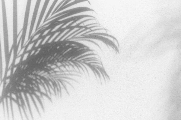棕榈叶黑色阴影在白色纹理墙上 灰色热带叶反射光表面 抽象植物分枝阴影 夏季自然背景 单色自然花卉图案背景 图库图片