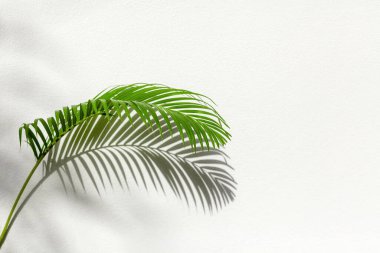 Yeşil palmiye yaprağı gölge beyaz doku duvarı, tropikal yapraklar güneş ışığı yansıması arka plan, bitki gölgesi arkaplan, yaz doğa çerçevesi, çiçek deseni, yeşillik sınır süslemesi, kopyalama alanı