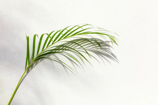Зеленые Пальмовые Листья Тень Белая Текстурная Стена Тропические Листья Солнечный — стоковое фото