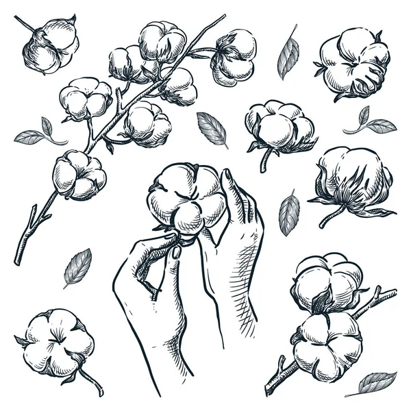 綿生の花と自然茎 柔らかい綿のボールを保持する人間の手 白色の背景に分離された有機設計要素 ベクトル手描きスケッチイラスト — ストックベクタ
