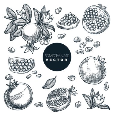 Nar, tahıl, tohum ve meyveler dalda, beyaz arka planda izole. Klasik tropikal tasarım elementleri ayarlandı. El çizimi çizimi vektör illüstrasyonu