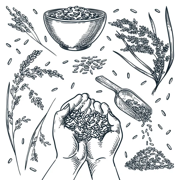 人間の手に米シリアル穀物を保持する 白い背景に隔離された米のスパイク 手描きスケッチベクトルイラスト 食品デザイン要素のセット — ストックベクタ