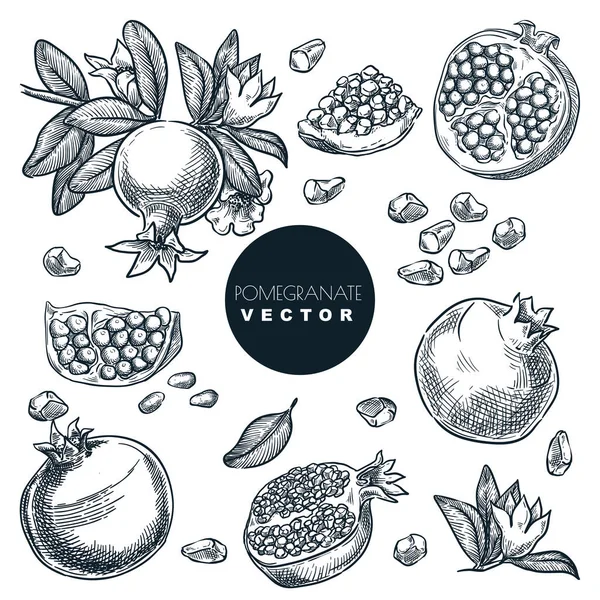 Nar, tahıl, tohum ve meyveler dalda, beyaz arka planda izole. Klasik tropikal tasarım elementleri ayarlandı. El çizimi çizimi vektör illüstrasyonu