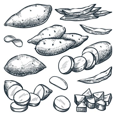 Tatlı patates çizimi vektör çizimi. Yer elması hasadı, el yapımı tarım ve izole edilmiş tarım tasarımı elementleri.