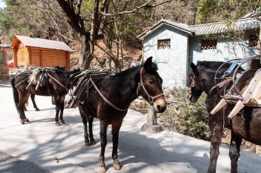 Şubat 2019. Baoxiang Tapınağı 'nın eteklerindeki katırlara, Dal' daki Foding dağının sarp kayalıklarında bulunan Shibao tapınağı da denir..