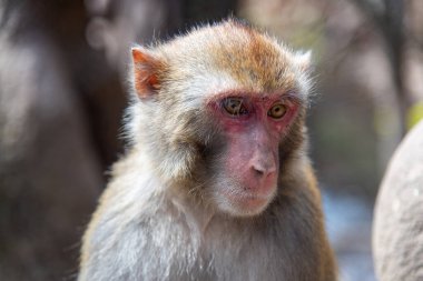 Şubat 2019. Baoxiang Tapınağı aynı zamanda Dali 'deki Foding Dağı' nın sarp kayalıklarında bulunan Shibao Tapınağı olarak da bilinir. Burası aç küçük maymunlarla dolu.