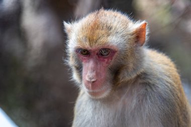 Şubat 2019. Baoxiang Tapınağı aynı zamanda Dali 'deki Foding Dağı' nın sarp kayalıklarında bulunan Shibao Tapınağı olarak da bilinir. Burası aç küçük maymunlarla dolu.