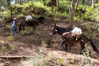 Şubat 2019. Baoxiang Tapınağı 'nın eteklerindeki katırlara, Dal' daki Foding dağının sarp kayalıklarında bulunan Shibao tapınağı da denir..