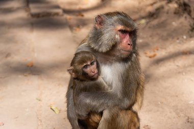 Şubat 2019. Baoxiang Tapınağı aynı zamanda Dali 'deki Foding Dağı' nın sarp kayalıklarında bulunan Shibao Tapınağı olarak da bilinir. Burası aç küçük maymunlarla dolu.