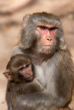 Şubat 2019. Baoxiang Tapınağı aynı zamanda Dali 'deki Foding Dağı' nın sarp kayalıklarında bulunan Shibao Tapınağı olarak da bilinir. Burası aç küçük maymunlarla dolu.