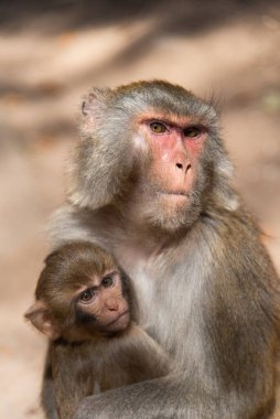 Şubat 2019. Baoxiang Tapınağı aynı zamanda Dali 'deki Foding Dağı' nın sarp kayalıklarında bulunan Shibao Tapınağı olarak da bilinir. Burası aç küçük maymunlarla dolu.