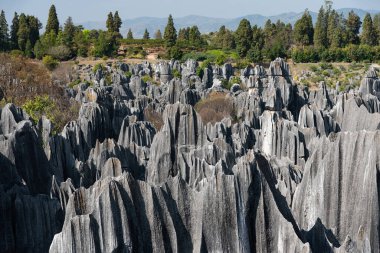 Şubat 2019, Kunming, Yunnan Taş Ormanı Jeoloji Parkı, Shilin County. Kunming Taş Ormanı, Çince Shilin, muhteşem bir kireçtaşı grubudur ve karst 'ın temsilcisidir.