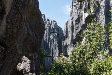 Şubat 2019, Kunming, Yunnan Taş Ormanı Jeoloji Parkı, Shilin County. Kunming Taş Ormanı, Çince Shilin, muhteşem bir kireçtaşı grubudur ve karst 'ın temsilcisidir.