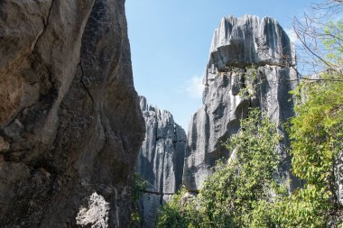 Şubat 2019, Kunming, Yunnan Taş Ormanı Jeoloji Parkı, Shilin County. Kunming Taş Ormanı, Çince Shilin, muhteşem bir kireçtaşı grubudur ve karst 'ın temsilcisidir.