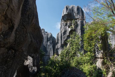 Şubat 2019, Kunming, Yunnan Taş Ormanı Jeoloji Parkı, Shilin County. Kunming Taş Ormanı, Çince Shilin, muhteşem bir kireçtaşı grubudur ve karst 'ın temsilcisidir.