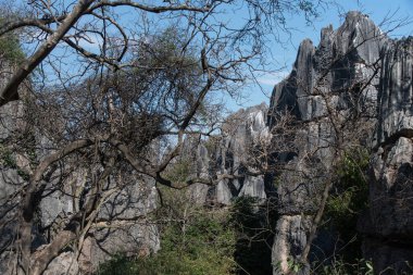 Şubat 2019, Kunming, Yunnan Taş Ormanı Jeoloji Parkı, Shilin County. Kunming Taş Ormanı, Çince Shilin, muhteşem bir kireçtaşı grubudur ve karst 'ın temsilcisidir.