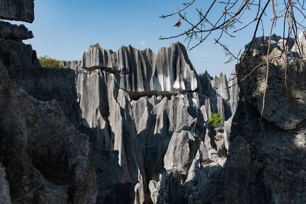 Février 2019 Kunming Yunnan Stone Forest Geological Park Comté Shilin — Photo