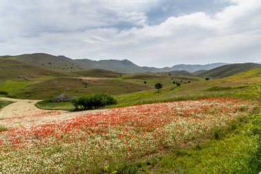 Haziran 2021. Gran Sasso 'daki mercimek çiçekleri