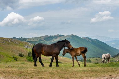 Eylül 2021, Gran Sasso ve Monti della Laga Milli Parkı 'nda atlar serbest.