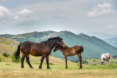 Eylül 2021, Gran Sasso ve Monti della Laga Milli Parkı 'nda atlar serbest.