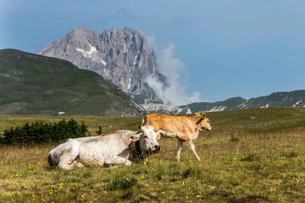 Septiembre 2021 Vacas Libres Gran Sasso Parque Nacional Monti Della — Foto de Stock