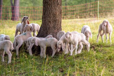 Eylül 2021, İtalya. Tatlı kuzular yeşil bir çayırda koşar