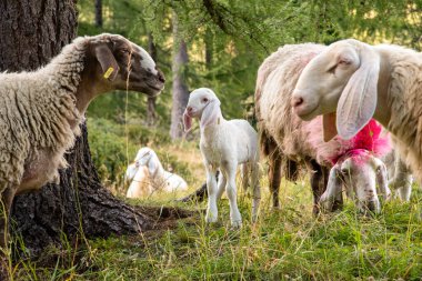 Eylül 2021, İtalya. Yeşil bir çayırda tatlı koyunlar ve beyaz kuzular