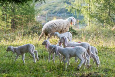 Eylül 2021, İtalya. Yeşil bir çayırda tatlı koyunlar ve beyaz kuzular