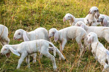Eylül 2021, İtalya. Tatlı kuzular yeşil bir çayırda koşar