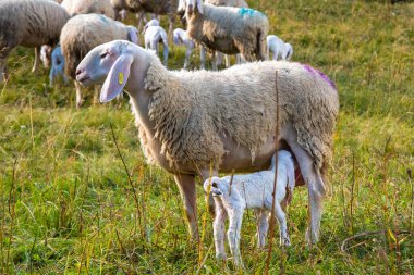 Eylül 2021, İtalya. Yeşil bir çayırda tatlı koyunlar ve beyaz kuzular