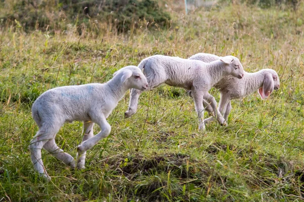 September 2021 Italy Sweet Lambs Run Green Meadow — Stock Photo, Image