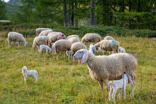 September 2021 Italy Sweet Sheep White Lambs Green Meadow — Stock Photo, Image