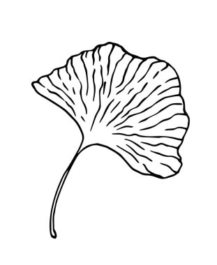Ginkgo biloba 'nın vektörü. Ginkgo biloba yaprağı. Tasarım şablonu için izole edilmiş bir vektör unsuru olan tıbbi ginkgo biloba ağacının beyaz zemininde izole edilmiş siyah bir çizgi. El çizimi stil ile.