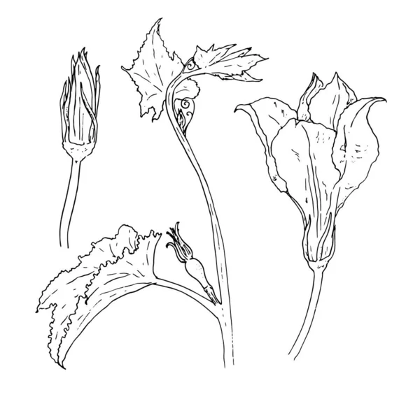 Conjunto Flores Calabacín Sketch Style Partes Una Planta Calabaza Flor — Vector de stock