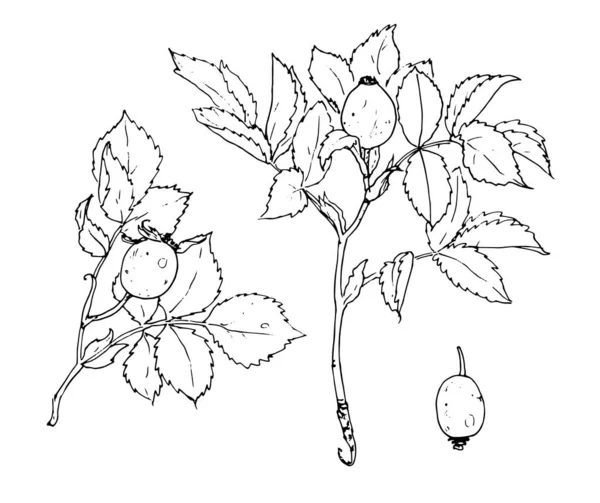 Desenho Ramo Rosa Mosqueta Com Frutos Ilustração Conjunto Desenhado Mão — Vetor de Stock