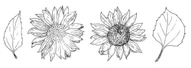 Ayçiçeği ve yaprak seti. Tasarım şablonu için beyaz zemin üzerinde izole edilmiş siyah çizgili yapraklı el çizimi ayçiçeği çiçekleri. Siyah arkaplanda elle çizilmiş bir resim. Eski tarz. Yaz kırsal tarzı.