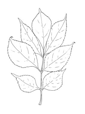 Eskiz mürver yaprağı. Tasarım şablonu olarak beyaz üzerine siyah izole edilmiş damarlı, eskiz stili bir mürver ağacı yaprağı çizilmiş. Eskiz yaprağı, klasik tarzda. Çizgi çizme stili. Çiçek dalı. Botanik dekoru. Retro biçimi.