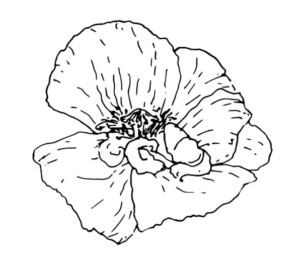罂粟花冠景观 矢量野罂粟花素描风格 白色背景上孤立的黑色轮廓为设计模板 素描素描 — 图库矢量图片