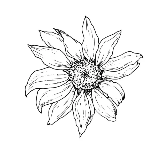 Tournesol Dessiné Main Dans Style Croquis Tournesol Vue Dessus Contour — Image vectorielle