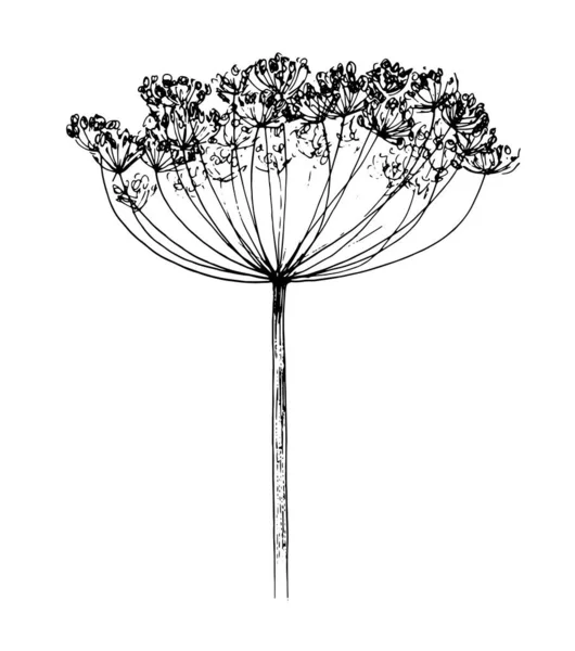 Квітка кропу ескіз Anethum graveolens . Щорічна трав'яниста рослина, намальована в ескізному стилі Насіння шипшини, екологічне сільське господарство для виробництва здорової харчової концепції. необхідні приправи ізольовані чорні — стоковий вектор