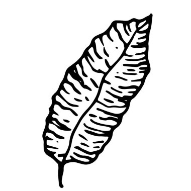 Tropikal yaprakların vektör deseni. Tropikal yaprak uzun zaman önce çekilmiş. Tasarım şablonu için beyaz arka planda izole edilmiş siyah çizgiler. Elle çizilmiş tropikal bir yaprak, uzun süre damarlar, dikey olarak dizilmiş. bitkilerin siyah ve beyaz dokusu