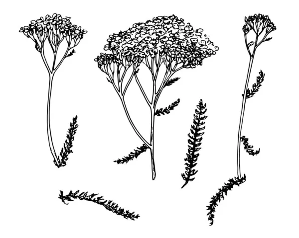 YARROW eskiz tarzında ayarlandı. El yapımı tıbbi kiriş bitkisi, beyaz çiçek ve yaprak üzerindeki izole siyah çizgiler doğal bir tasarım şablonu için. Siyah kiremit eskizi retro tarzında ayarlandı. El çizimi illüstrasyon.