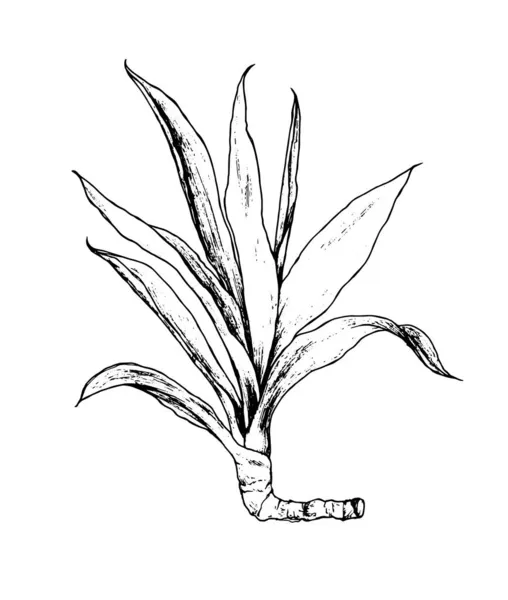 画尤卡图 手绘素描风格的室内植物 长细叶状菲克斯 白色设计模板上孤立的黑色轮廓 素描月桂植物在黑色背景的线条艺术风格 孤立的平面矢量图解 现代病媒图解 — 图库矢量图片