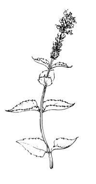 Naneli çizim. Tasarım şablonu için beyaz üzerine izole edilmiş siyah ana hatlar çizilmiş bir nane çiçeği filizi. El çizimi. Taze nane yaprağı. Nane yaprakları izole. Çiçek açan güzel bir eskiz, her amaç için harika bir tasarım..