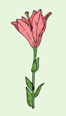 Pembe zambak çiçeği. Tasarım şablonu için beyaz arka planda, pembe yapraklar ve yeşil yapraklarla el çizimi, zambak çiçeği, izole edilmiş siyah çizim. Zambak çiçeğinin botanik çizimi. Zambak çiçeğinin botanik çizimi. Vektör vintage illüstrasyon