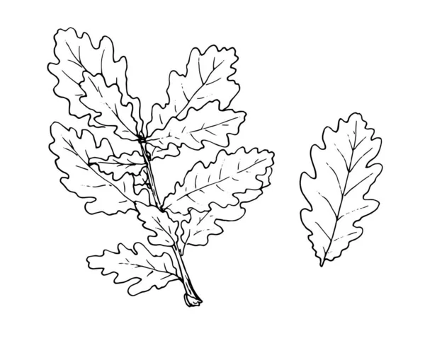 画一根橡木枝条 一种由一片树叶和一棵橡树的小枝条组成的草图风格的集合 白色上孤立的黑色轮廓 作为自然设计模板 素描画 — 图库矢量图片