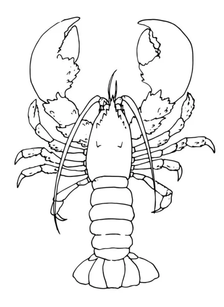 Omar Estilo Esboço Crustáceo Lagosta Animais Marinhos Desenhado Mão Vista — Vetor de Stock