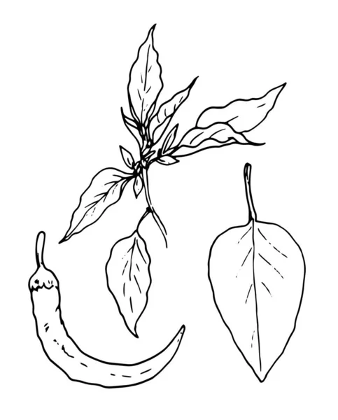ベクトル葉とコショウの植物のセット スケッチしたコショウの植物トップビュー 植物のデザインテンプレートのための白の葉の黒い輪郭のセット 植物プリント — ストックベクタ