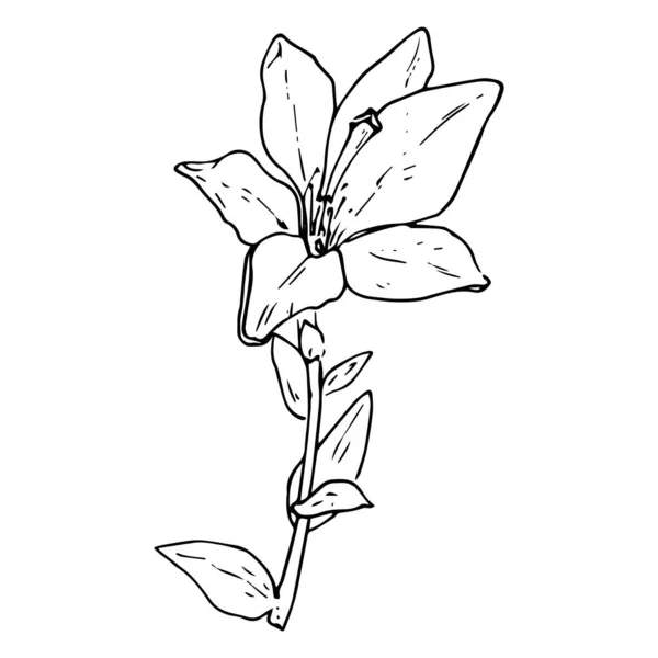 百合花画 手绘素描风格 百合花 白色孤立黑色轮廓设计模板 在茎上的百合花顶部视图的植物学绘图 夏季病媒说明 — 图库矢量图片